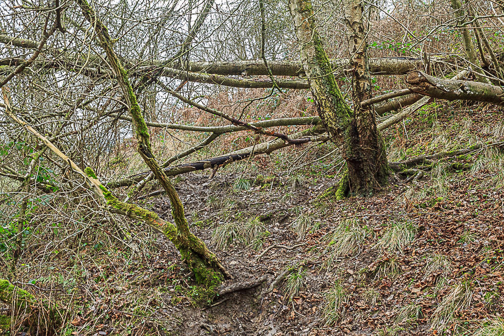 Clough Wood Clough Wood